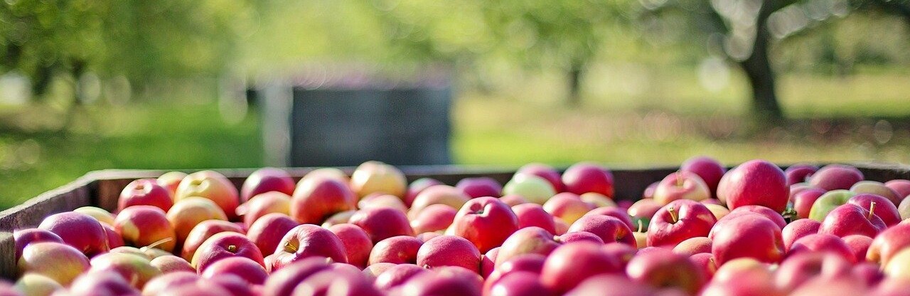     150    Apple Fest