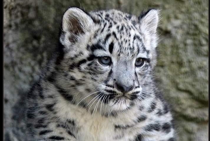 ������ - ����� �������� �����