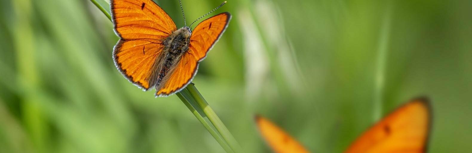 �� 28 �������� ����� ��������� � ������ 24 �������