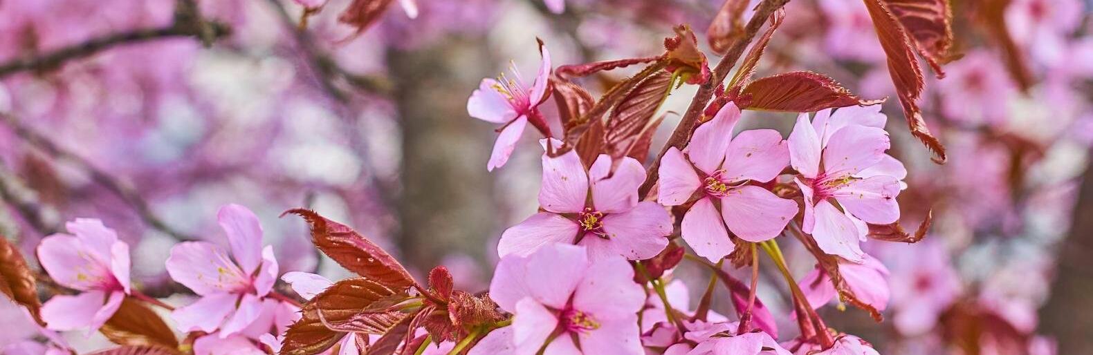 �� 25 �������� ����� ��������� � ������ 17 ���