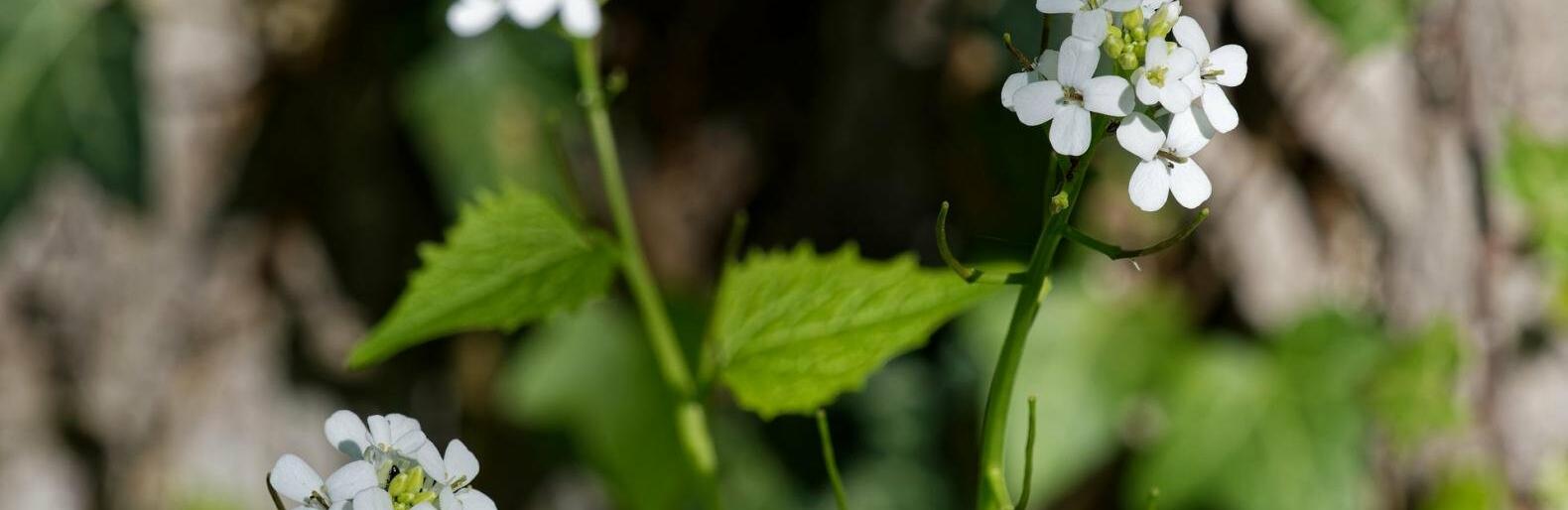 �� 18 �������� ����� ��������� � ������ 26 ������