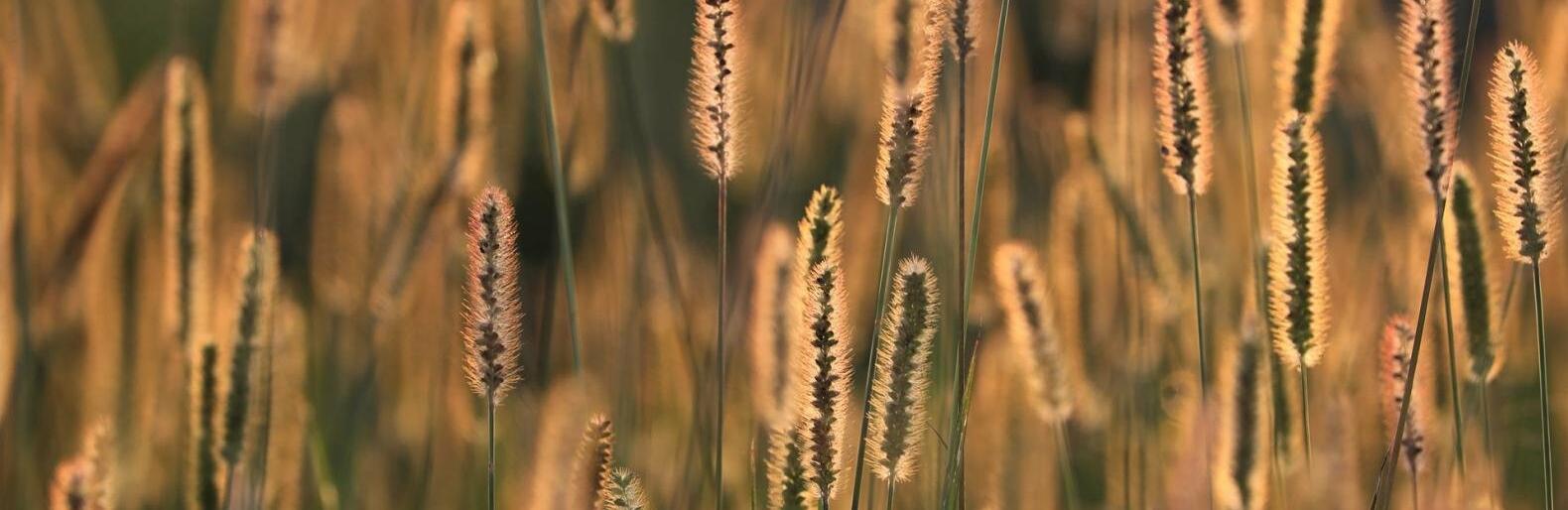 �� 29 �������� ����� ��������� � ������ 31 �������