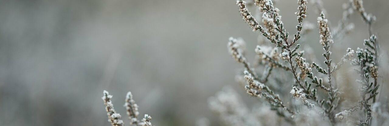 ������ ����������� �� ���������