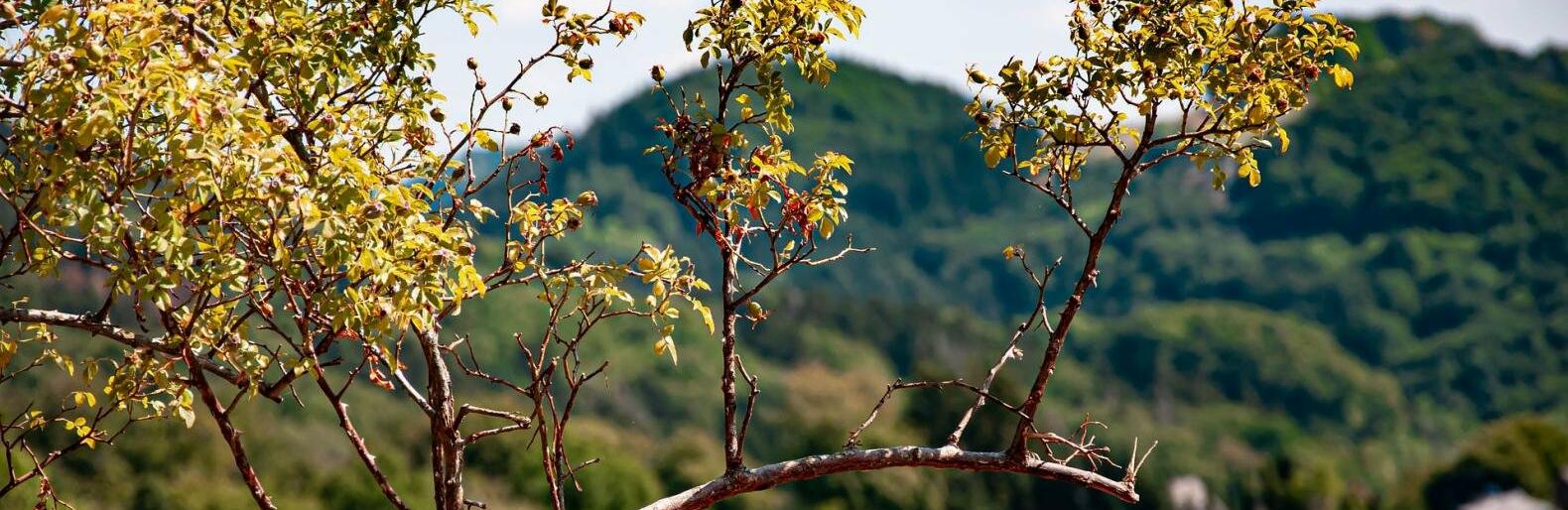 �� 28 �������� ����� ��������� � ������ 19 �������