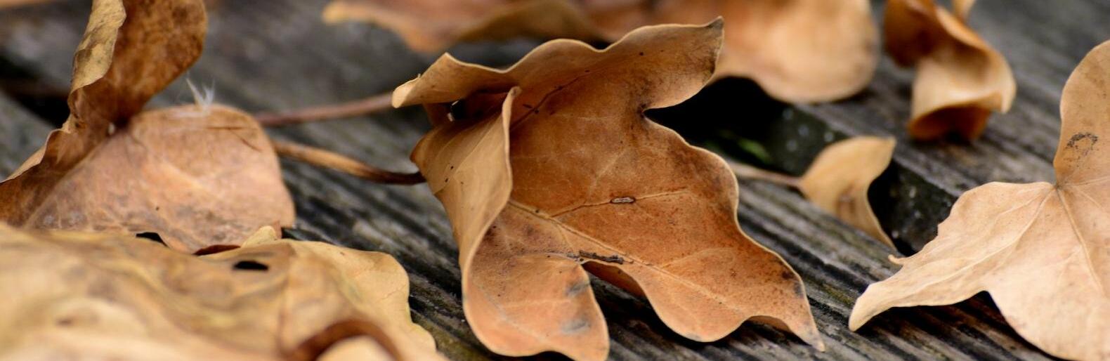 �� 32 �������� ����� ��������� � ������ 4 ��������