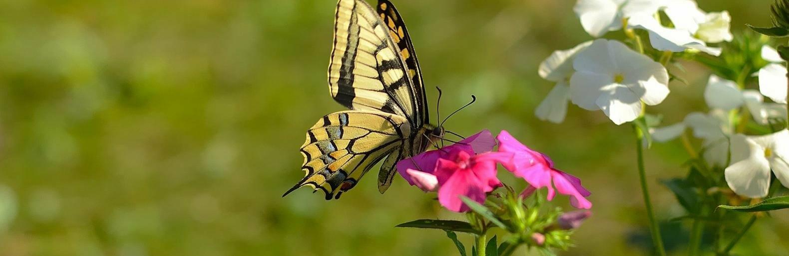 �� 33 �������� ����� ��������� � ������ 20 ����