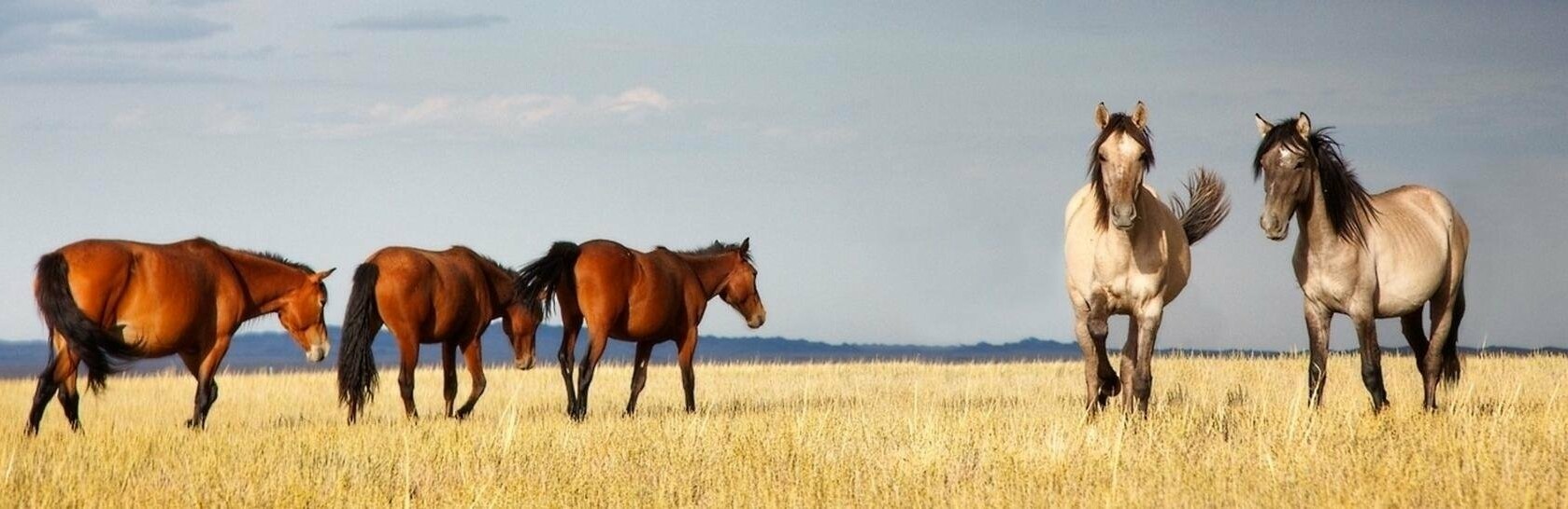  ������������� �������� ������� �������� ���� ������� ��������� 