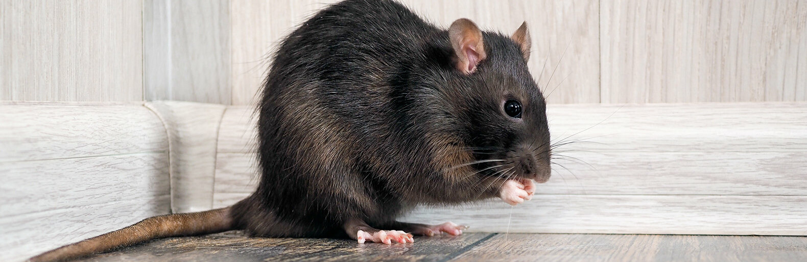  ���������� ������ ��������� �������� ������ 