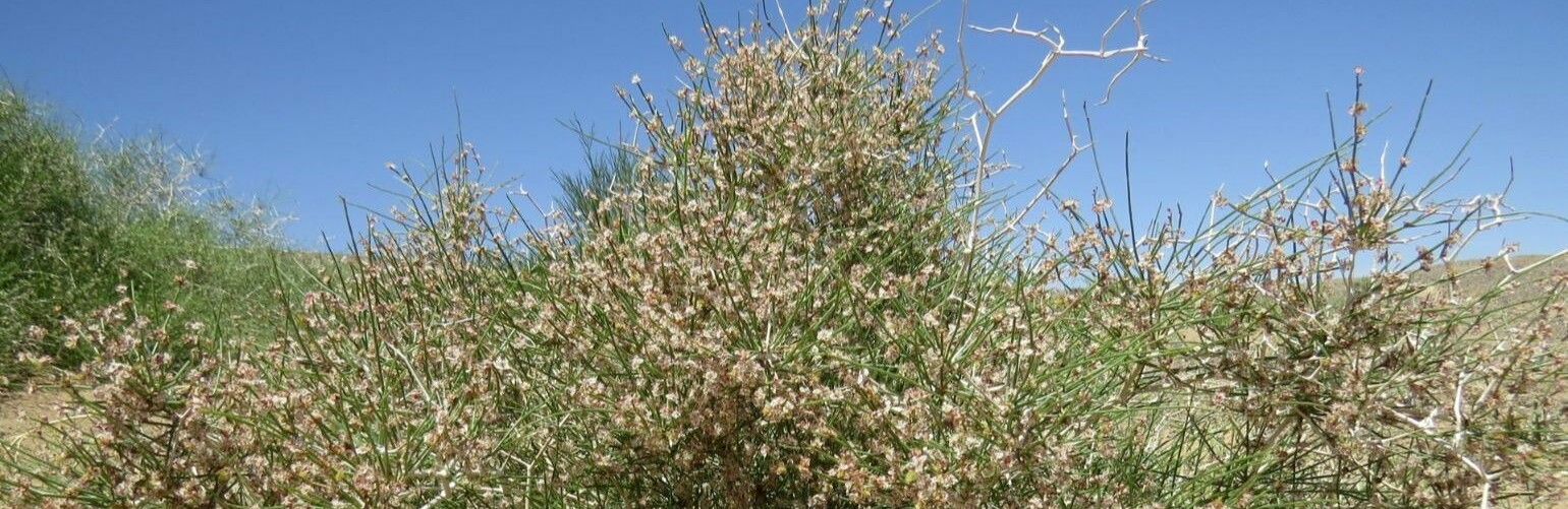 ����� ����������� ��������� ������� � ������