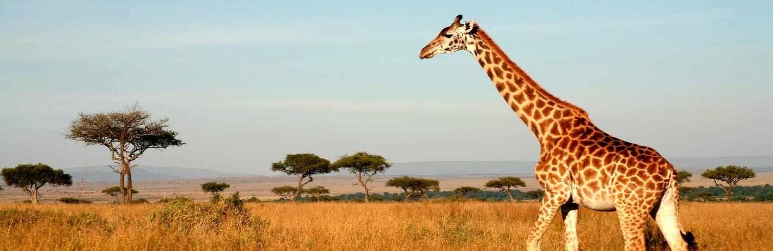 ����: inalmaty.kz