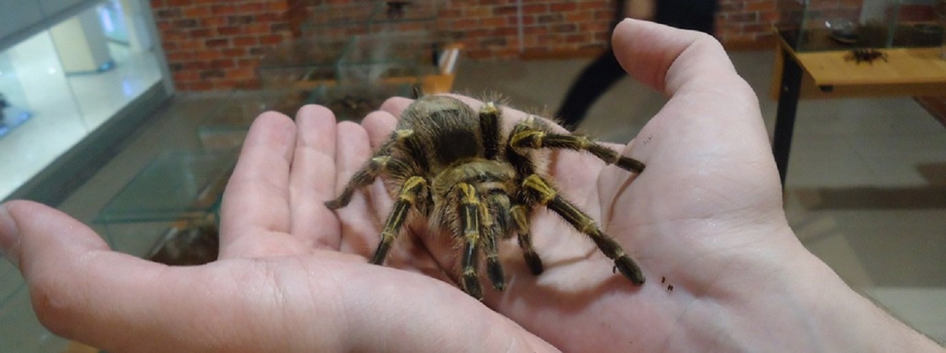  �������� ������-��������� �������� ������ 