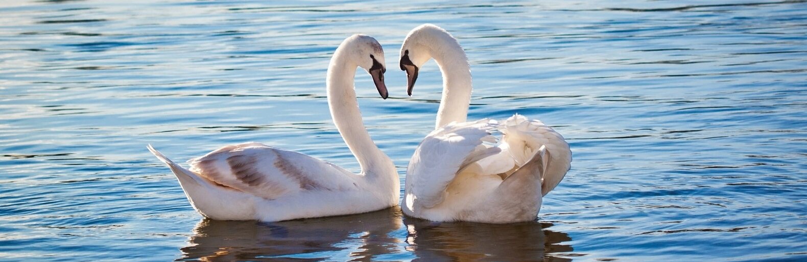 � ������ ��������� ����� ������