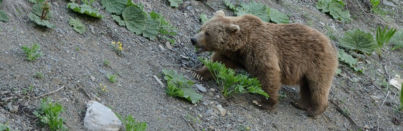 : inalmaty.kz