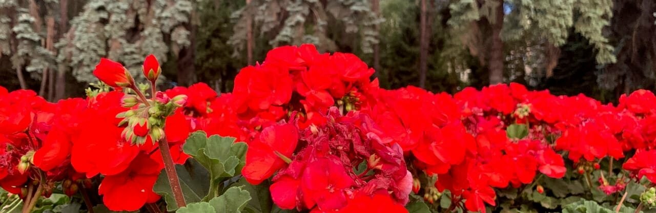 �������� � +37 ����� � ������ 8 �������