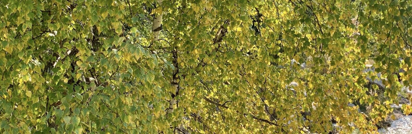 ����: inalmaty.kz