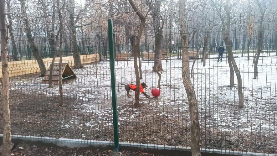 За что собаки в Алматы благодарны акимату | Новости