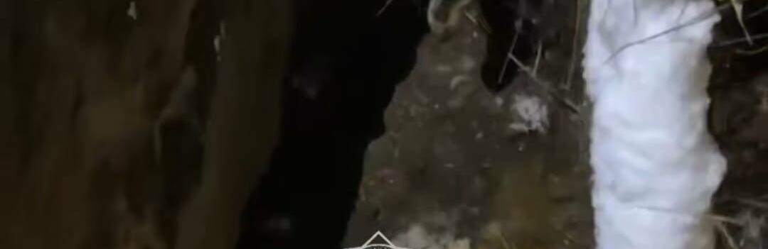 Спасатели вытащили собаку из трёхметрового колодца в Алматинской области