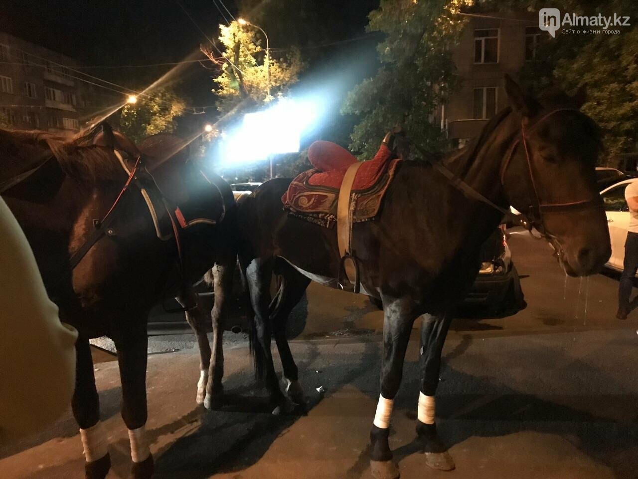 Истощённых лошадей заметили за "работой" у ночного клуба в..., фото-3 Истощённых лошадей заметили за "работой" у ночного клуба в Алматы , фото-3