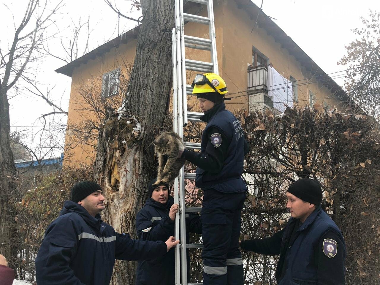 Алматинские спасатели сняли кошку с высокого дерева (фото,..., фото-1 Алматинские спасатели сняли кошку с высокого дерева (фото, видео) , фото-1