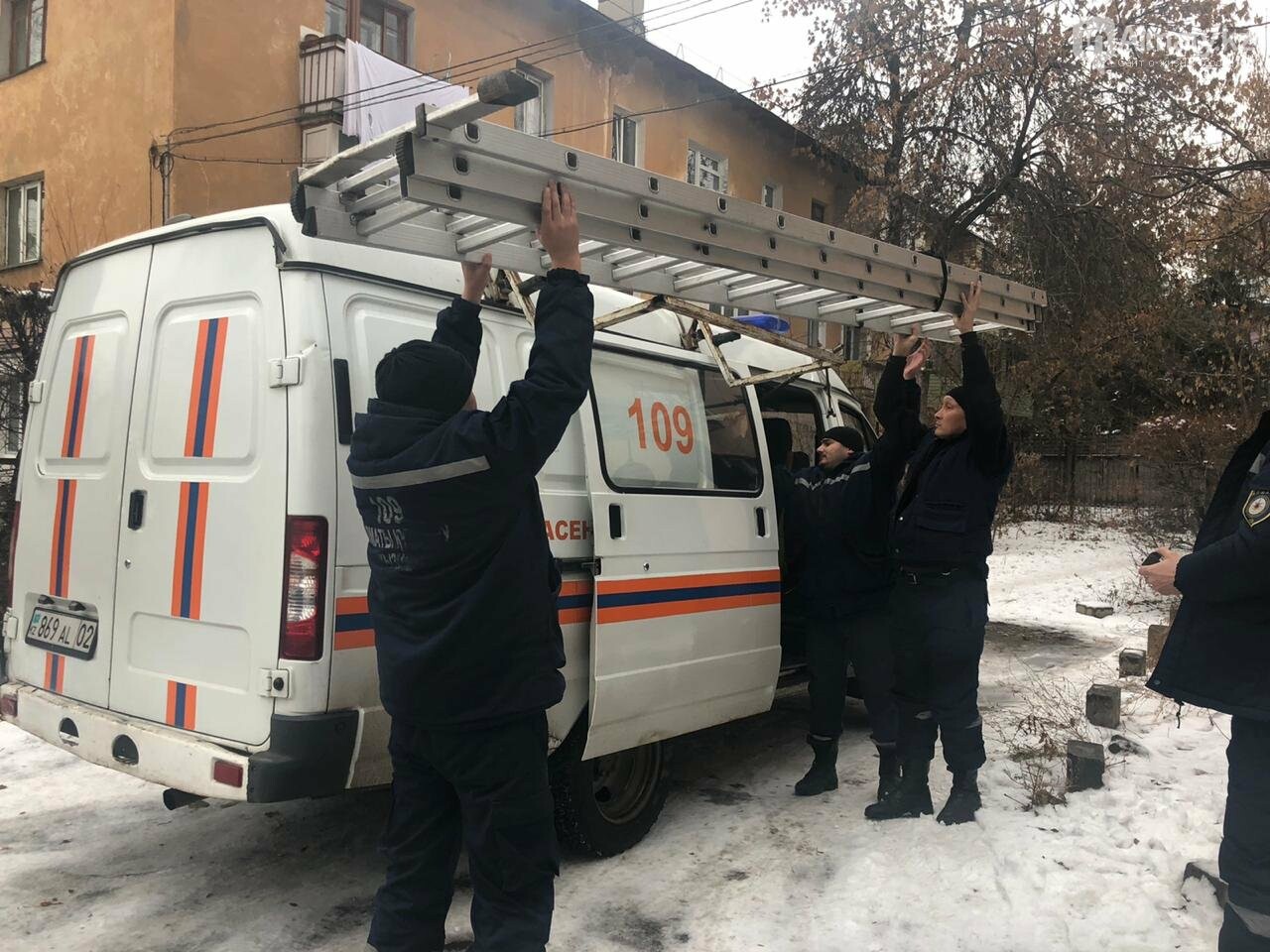 Алматинские спасатели сняли кошку с высокого дерева (фото,..., фото-2 Алматинские спасатели сняли кошку с высокого дерева (фото, видео) , фото-2