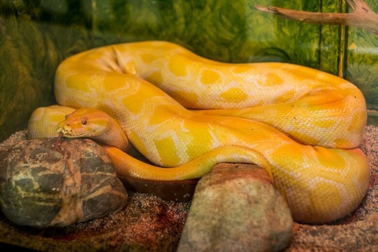 Burmese python Pet snake, Beautiful snakes, Most beautiful animals