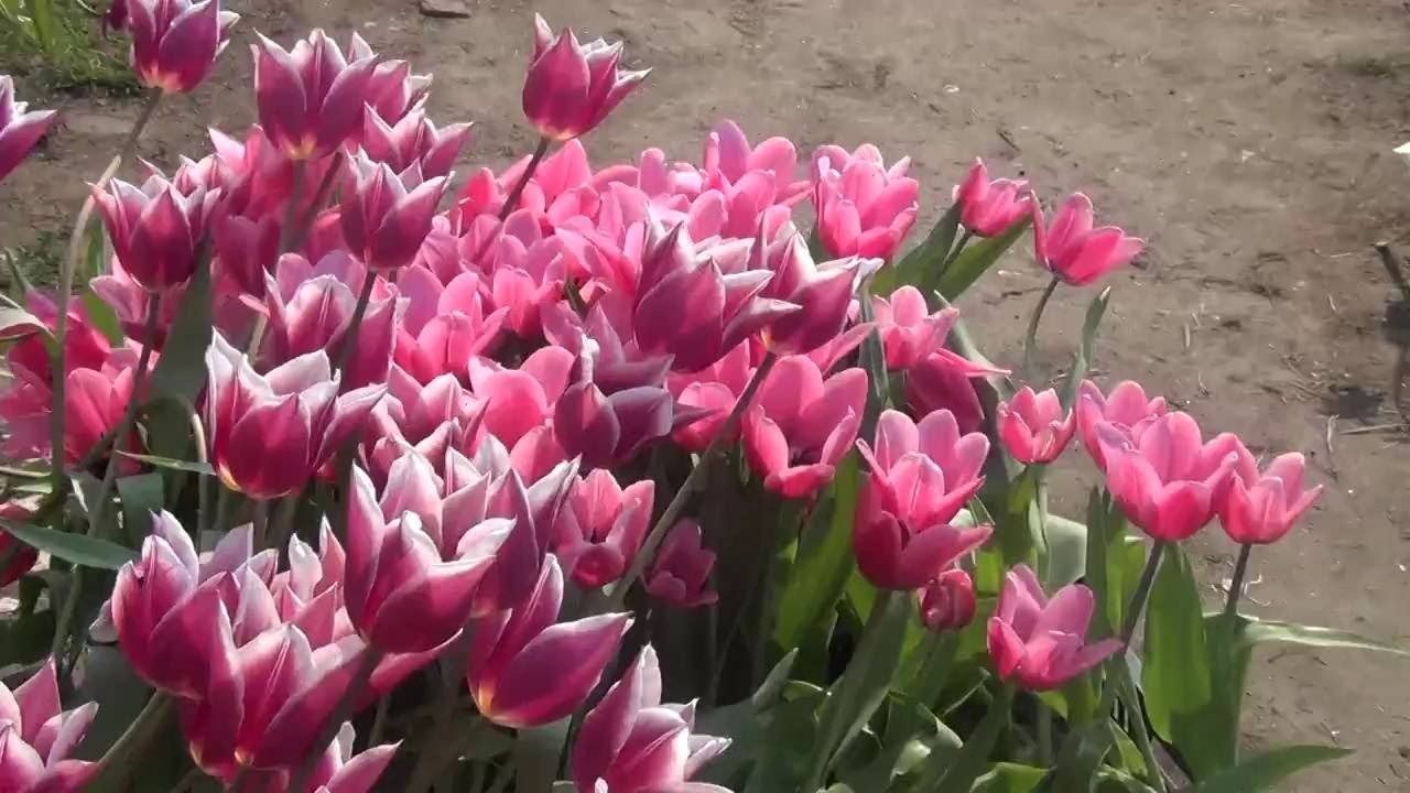 Генератор г221а схема подключения ваз 2107 Генератор г221а схема подключения ваз 2107