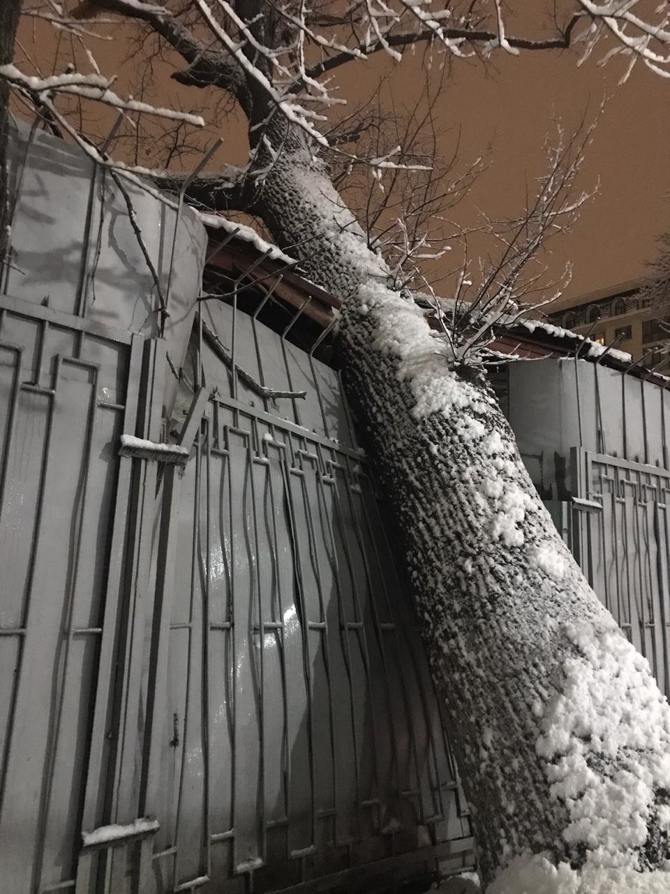 Огромное дерево рухнуло на алматинскую больницу, в палате о..., фото-1 Огромное дерево рухнуло на алматинскую больницу, в палате образовалась трещина (фото), фото-1