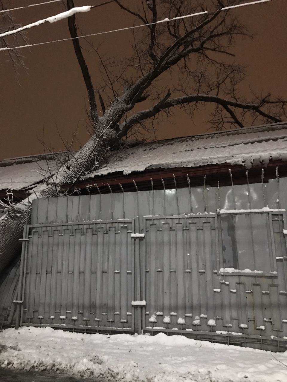 Огромное дерево рухнуло на алматинскую больницу, в палате о..., фото-2 Огромное дерево рухнуло на алматинскую больницу, в палате образовалась трещина (фото), фото-2