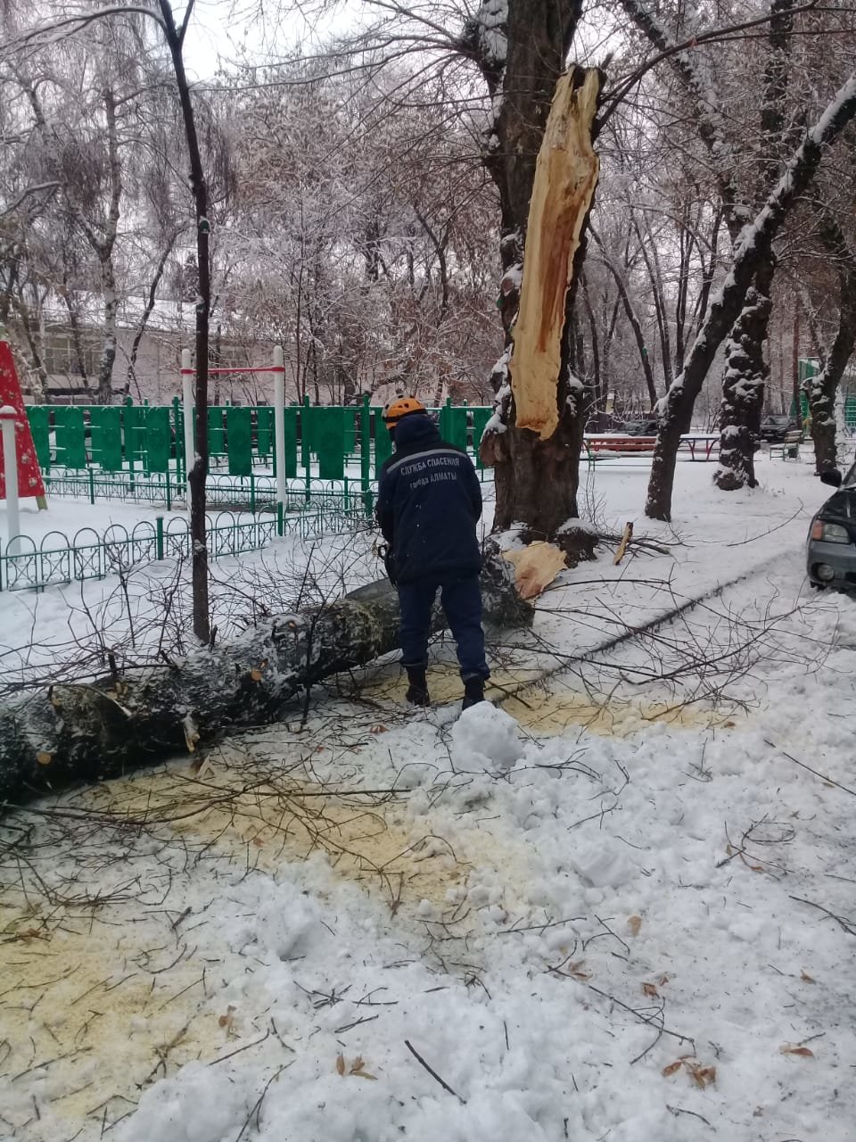 В Алматы из-за снега упало восемь аварийных деревеьв (фото), фото-1 В Алматы из-за снега упало восемь аварийных деревеьв (фото), фото-1