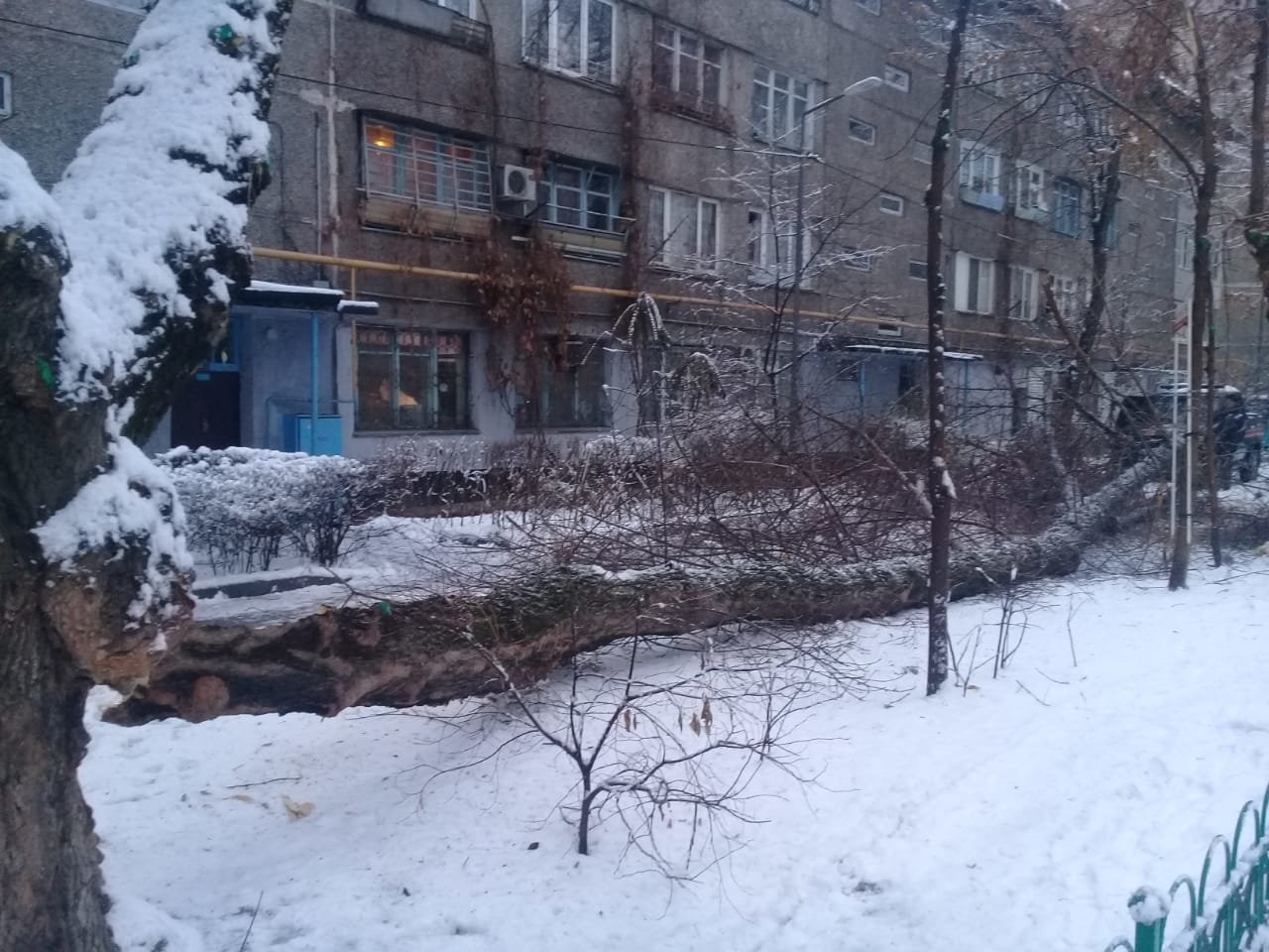 В Алматы из-за снега упало восемь аварийных деревеьв (фото), фото-2 В Алматы из-за снега упало восемь аварийных деревеьв (фото), фото-2