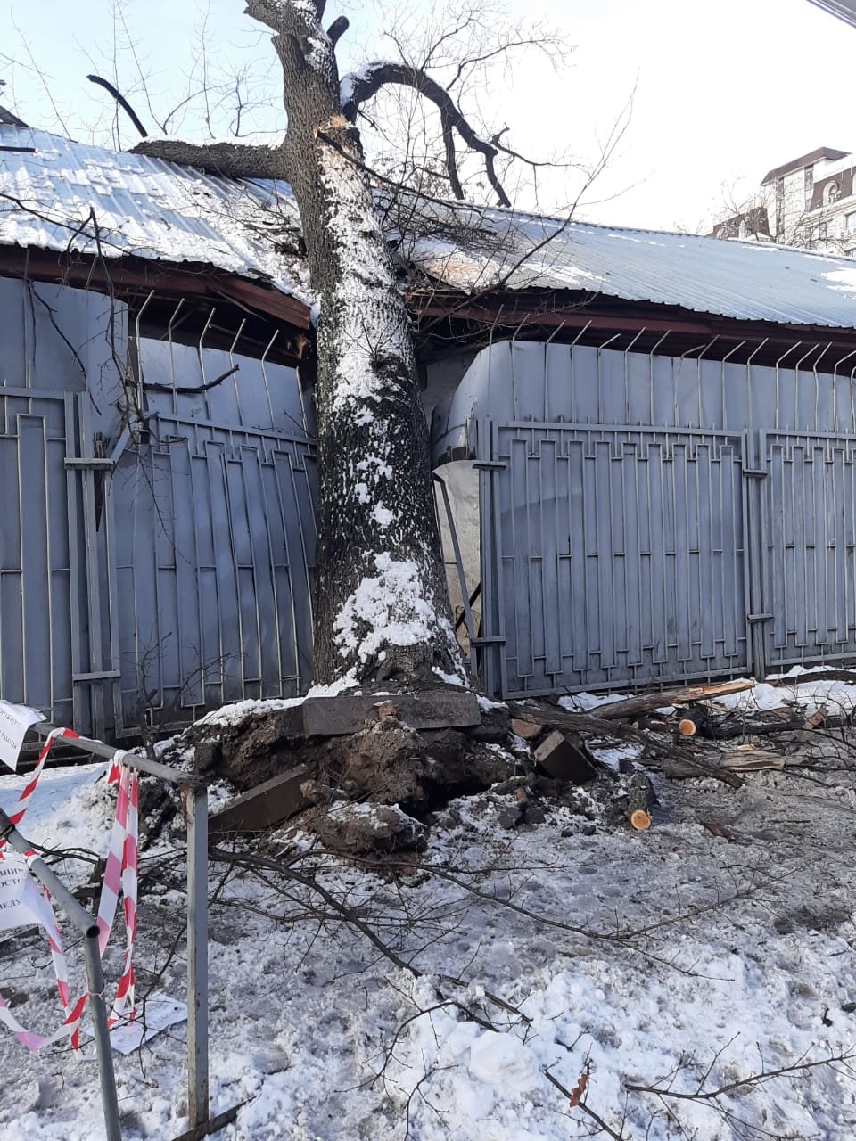 В Алматы из-за снега упало восемь аварийных деревеьв (фото), фото-3 В Алматы из-за снега упало восемь аварийных деревеьв (фото), фото-3