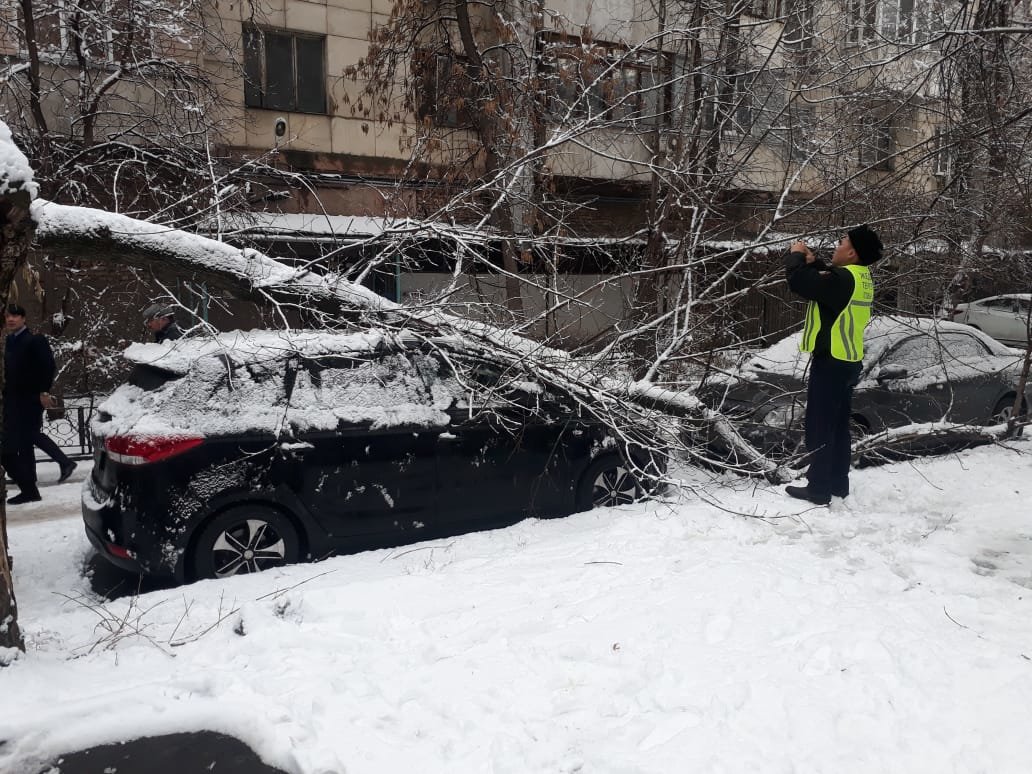В Алматы из-за снега упало восемь аварийных деревеьв (фото), фото-4 В Алматы из-за снега упало восемь аварийных деревеьв (фото), фото-4