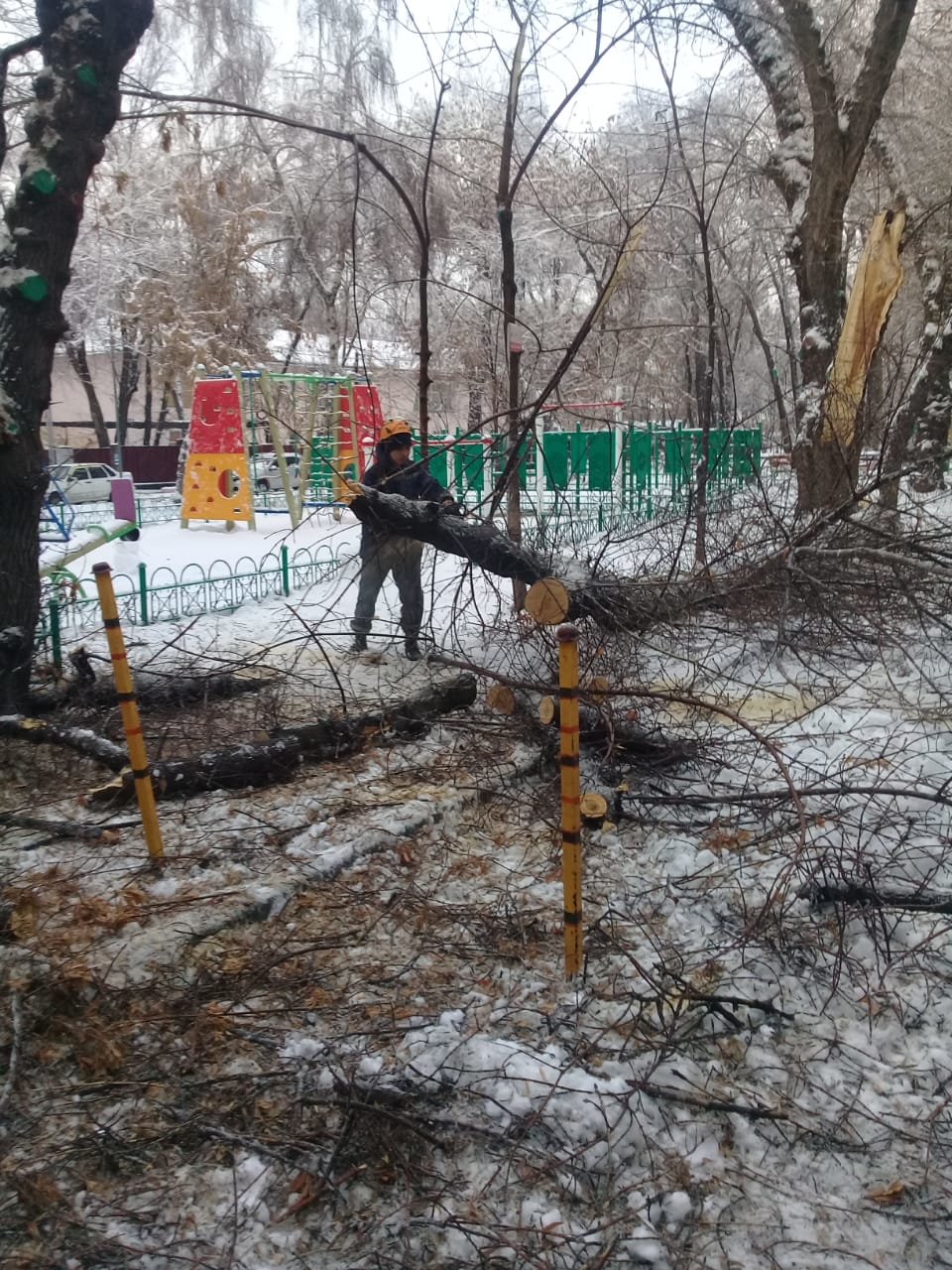 В Алматы из-за снега упало восемь аварийных деревеьв (фото), фото-5 В Алматы из-за снега упало восемь аварийных деревеьв (фото), фото-5