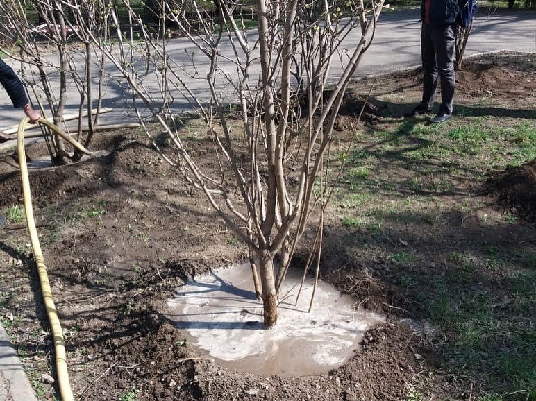 Посадку деревьев организовали в двух скверах Алматы