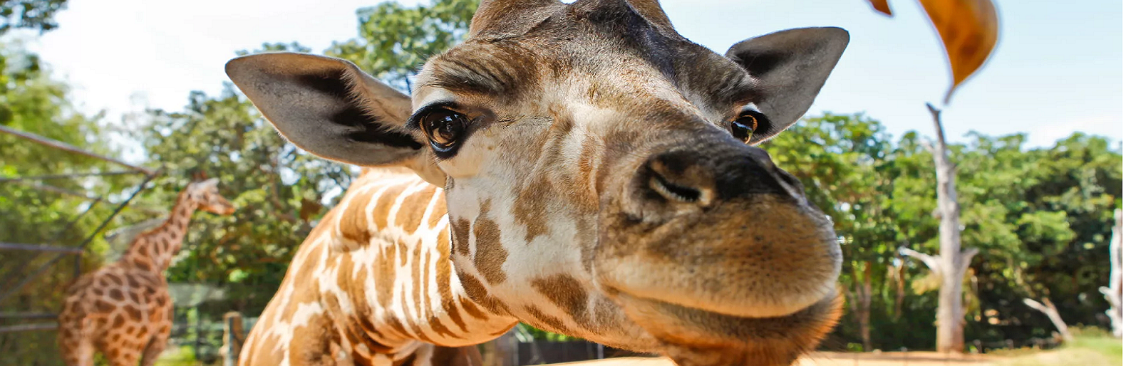 @perthzoo.wa.gov.au @perthzoo.wa.gov.au, Аида Жунусова
