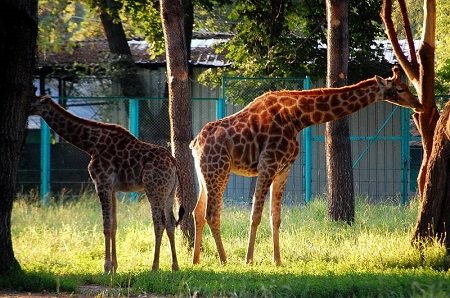 1399549700_almatinskiy-zoopark7